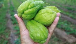 黄金吃瓜娱乐,揭秘娱乐圈幕后故事