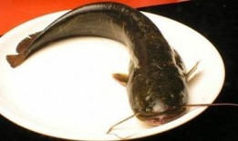 韩国鲶鱼爆料视频播放在线观看,独家在线观看，揭秘幕后真相