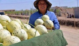 瓜州吃瓜免费,吃瓜免费，畅享清凉夏日盛宴