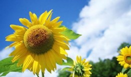 向日葵套装爆料视频大全,全方位爆料视频大盘点