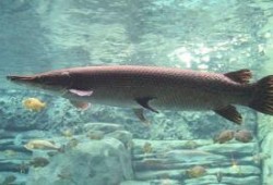 新闻爆料鳄雀鳝视频播放,惊现水中霸主！鳄雀鳝视频引发网友热议