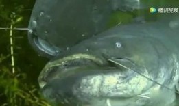 韩国鲶鱼爆料视频播放在线观看,独家在线观看，揭秘幕后真相