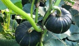 河北吃瓜网红是谁,揭秘网络红人的崛起之路