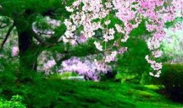 樱花溪最新更新爆料