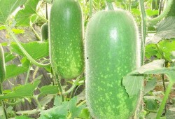 网红肖喆吃瓜图片大全集,揭秘娱乐圈幕后风云