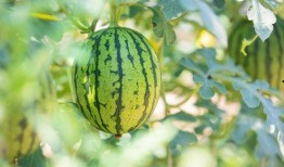 实现最快最全免费吃瓜,揭秘最快最全的吃瓜攻略