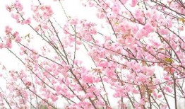 樱花溪最新更新爆料