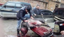 热门爆料杀年猪视频播放,一场传统习俗的现代演绎