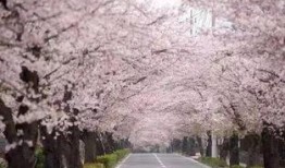 樱花溪最新更新爆料