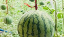 合肥吃瓜最新事件爆料是真的吗,真相揭秘还是无稽之谈？