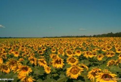 向日葵套装爆料视频大全,全方位爆料视频大盘点