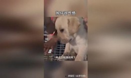 娱乐圈狗子爆料事件,揭秘明星背后的真实故事