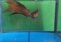 斗鱼高清在线观看,畅享视觉盛宴